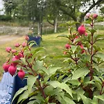 Parenthese A La Maison De L'ecrivain Entre Nature Et Petit Dejeuner Festin B&B