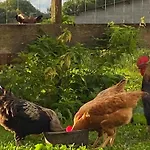 Parenthese A La Maison De L'ecrivain Entre Nature Et Petit Dejeuner Festin 3* Servon (Manche)