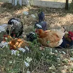 Parenthese A La Maison De L'ecrivain Entre Nature Et Petit Dejeuner Festin B&B 3*