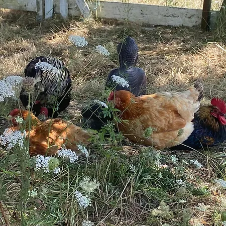Parenthese A La Maison De L'ecrivain Entre Nature Et Petit Dejeuner Festin Nocleg ze śniadaniem 3*