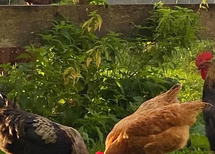 Parenthese Poetique Face Au Mont-Saint-Michel, Entre Nature Vivante, Animaux Et Petit-Dejeuner Festin 3* Servon (Manche)