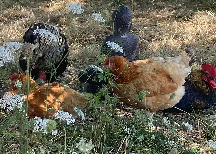 Parenthese Poetique Face Au Mont-Saint-Michel, Entre Nature Vivante, Animaux Et Petit-Dejeuner Festin Bed & Breakfast 3*